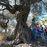 Camminata tra gli ulivi 2019