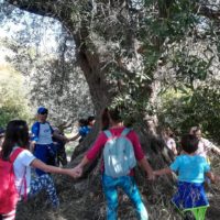 Camminata tra gli ulivi 2019