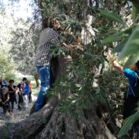 Camminata tra gli ulivi 2019