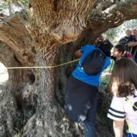 Camminata tra gli ulivi 2019